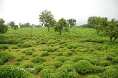 Pleocaulus sessilioides